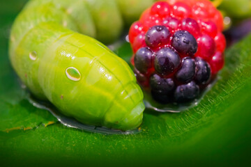 Green caterpillar on a leaf. Blackberries. Macro photo. Raspberry berries. Green leaf. Caterpillar body texture. Blackberry berry texture. Features of the structure of the caterpillar. Close-up. Bokeh