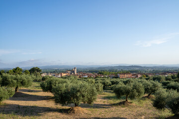 Fototapeta na wymiar Olive fields with a village with a church in the background