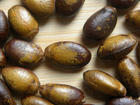 Yellow and brown color raw dried seed of Soursop fruit or Annona muricata