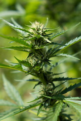 young green cannabis plant. medical marijuana close-up