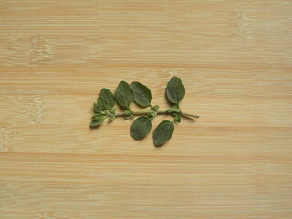 Green raw fresh oregano leaves