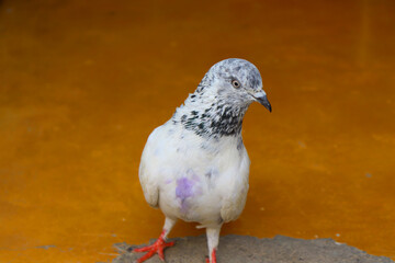 Close up shot of beautiful pigeon bird, Pigeon close up