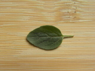 Green raw fresh oregano leaf