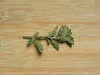 Green raw fresh oregano leaves