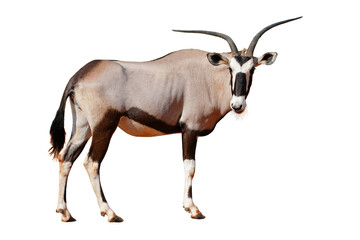 oryx standing looking camera isolated on white background. This has clipping path.     