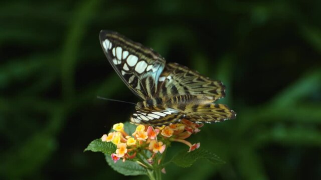 Parthenos sylvia, Clipper sitting on a yellow flower collecting nectar 