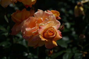 Yellow Flower of Rose 'Manyo' in Full Bloom
