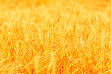 Field of ripe golden wheat ears