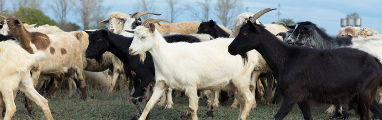 Sheep and goats graze on green grass in spring