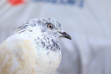 Close up shot of beautiful pigeon bird, Pigeon close up