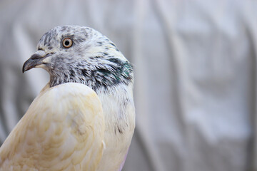 Close up shot of beautiful pigeon bird, Pigeon close up