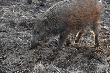 ニホンイノシシ