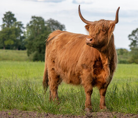Single Scottish highland cow standing in a field facing away