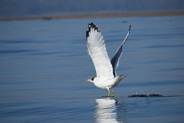 seagull in flight