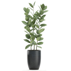 Ficus Robusta in a pot isolated on white background