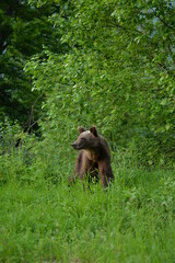 brown bear cub with a curious look in the green forest