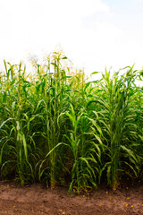 Sorghum cultivation for biomass production