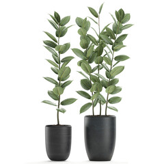 Obraz na płótnie Canvas Ficus Robusta in a pot isolated on white background