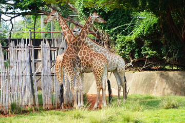 Three Giraffe at open Zoo.  