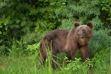 Naklejka na ściany i meble brown bear cub with a curious look in the green forest