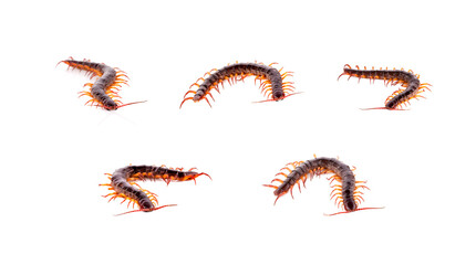 Collection set centipede isolated on white background