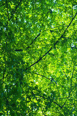 Fototapeta na wymiar Dense green crowns of tall trees. Abstract natural vegetative background.