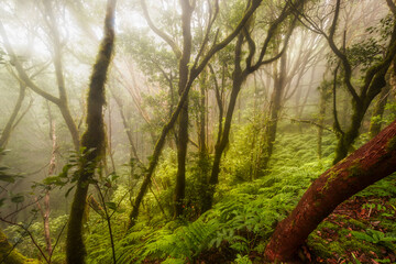 Paisaje de Naturaleza con la luz del sol entre los árboles. 3. Reserva del Pijaral. Parque Rural de Anaga. Tenerife. Islas Canarias