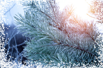 Pine branches covered with hoarfrost. Christmas background.