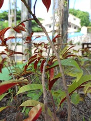 Obraz premium fresh red and green flower leaves