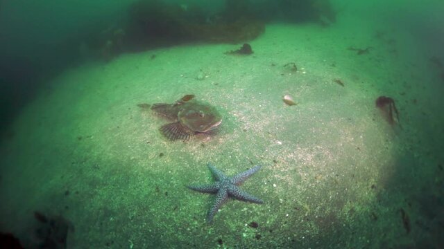 Spiny king crab Paralithodes brevipess underwater in Sea of Okhotsk. Shell with prickles is dark brown color, right claw on outer side is dark red. Underwater diving.