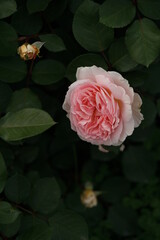 Faint Pink Flower of Rose 'Marchenzauber' in Full Bloom
