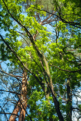 Crowns and branches of tall trees against the sky. Abstract natural vegetative background.
