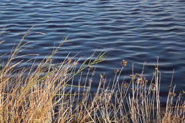Fototapeta premium waving water texture with shore weeds