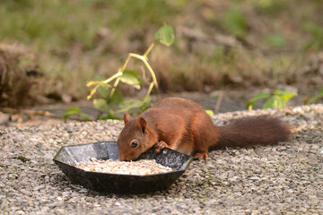 niedliches Eichhörnchen
