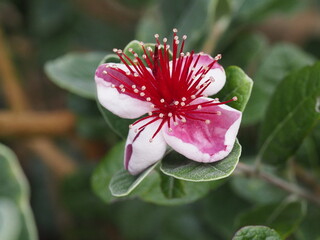 Close up photo of a feijoa flower