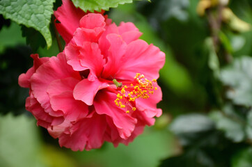 Obraz premium beautiful pink color flower of hibiscus with green leaves and branch.
