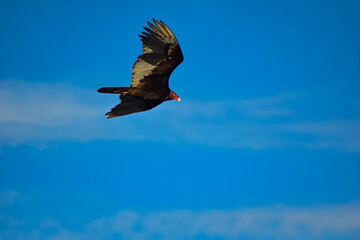 Fototapeta na wymiar Turkey Vulture (Cathartes aura)