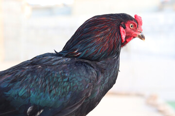 A close-up of a rooster's head and neck