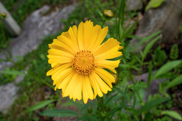 Close up view of coreopsis lance-leaved