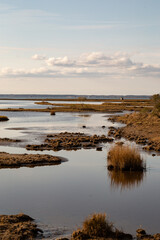 Late autumn swamp at coast line with clouds at far end