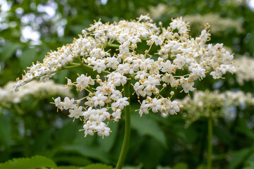 Close up view of helder flowers