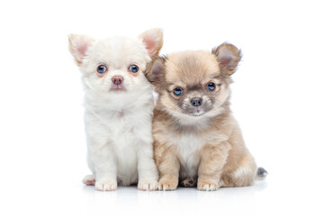 Fototapeta na wymiar chihuahua puppy dogs isolated on white