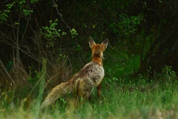 a fox looking up through the bushes