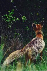 a fox looking up through the bushes