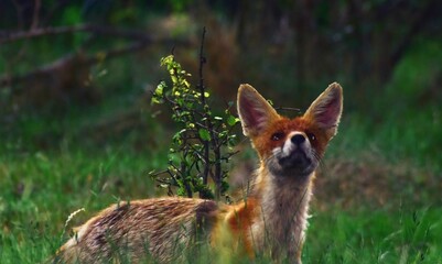 a fox looking up through the bushes