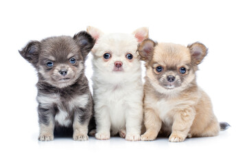 Fototapeta premium chihuahua puppy dogs isolated on white