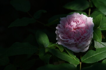 Light Pink Flower of Rose 'Marchesa Boccella' in Full Bloom
