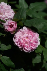 Light Pink Flower of Rose 'Marchesa Boccella' in Full Bloom

