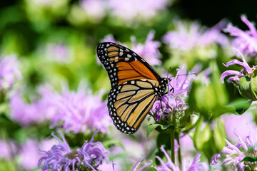 Close-up view of a monarch butterfly on a monard flower