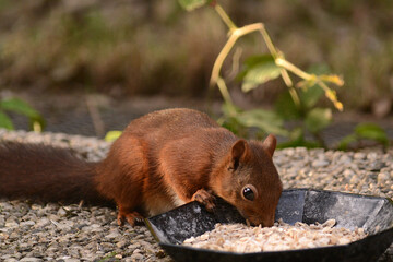 niedliches Eichhörnchen